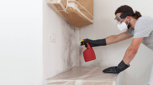 Professional Mold Cleanup technician working in Arcadia, MI