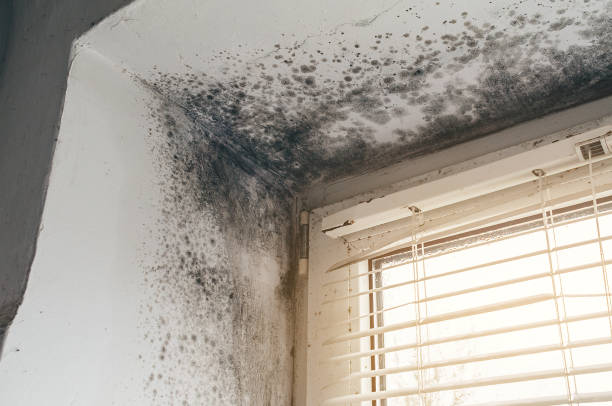 Affordable Mold Cleanup solutions in Arcadia, MI